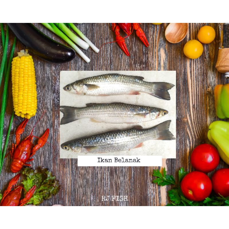 

Ikan Belanak Laut Fresh Beku RJ Fish