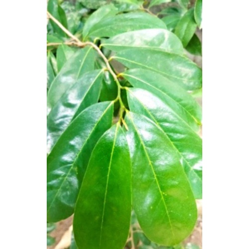 

Daun sirsak segar 1 kg