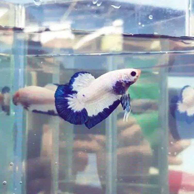 

ikan cupang bluerim thailan