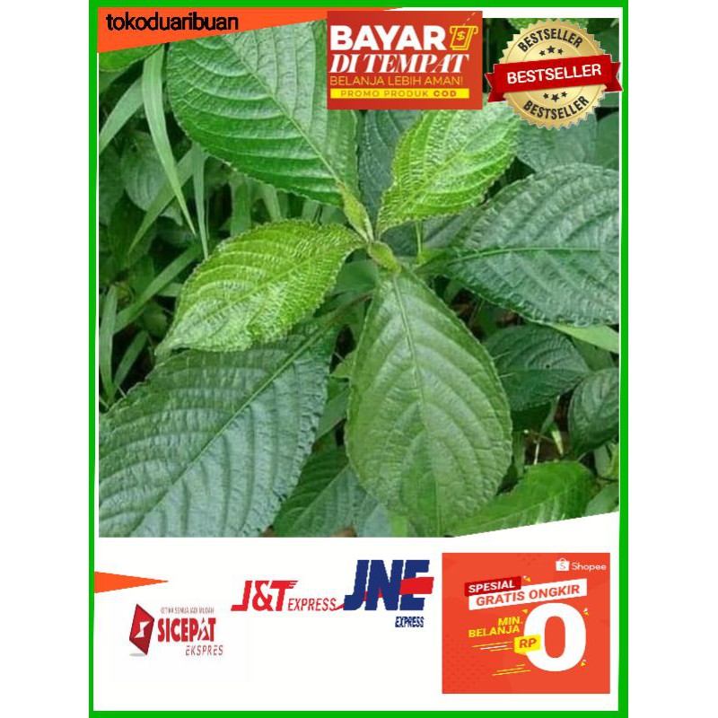 

Daun keji beling / pecah beling / ki beling - obat herbal penyembuh luka
