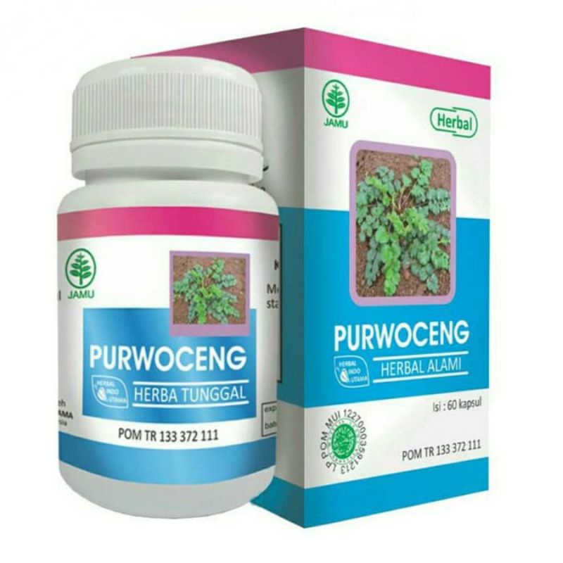 kapsul purwoceng