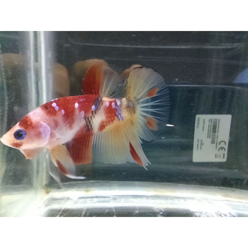 Cupang Nemo Multicolour