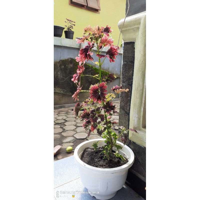 Tanaman hias miana daun merah