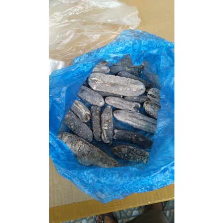 Teripang gamat besar 6cm-8cm up (100% kering batu)