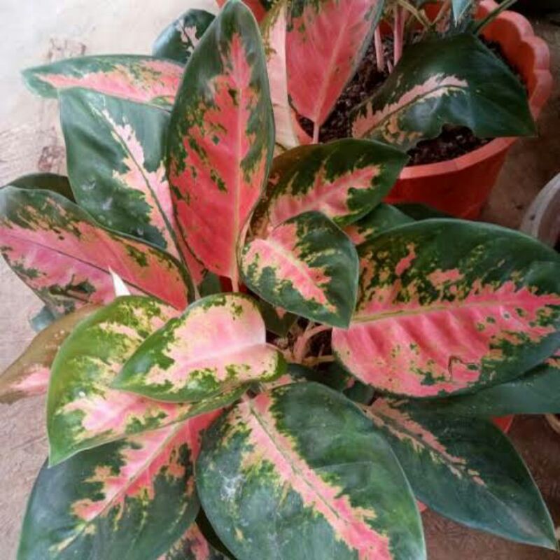 Tanaman hias aglonema red kochin-PROMO // Red kochin-Tanaman hias-Aglonema kochin merah/Red kochin