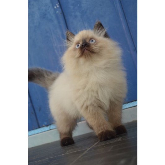 Kucing Persia Ragdol Munchkin Himalaya Super Gembul
