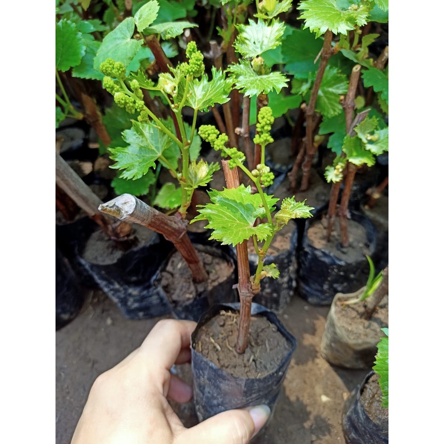 bibit tanaman buah anggur sudah berbunga