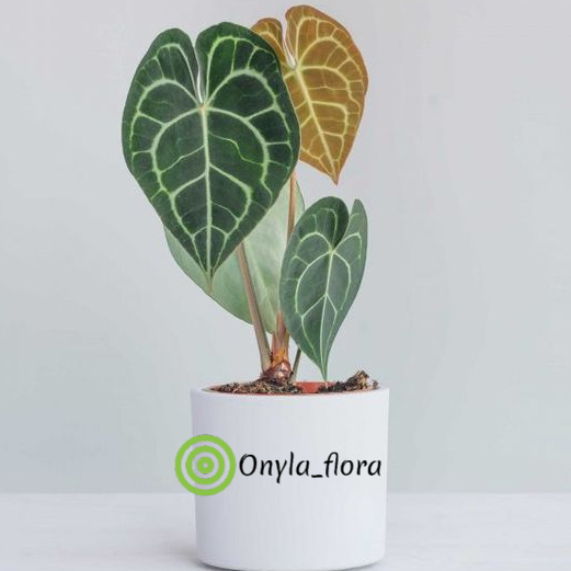 Tanaman Indoor Gantung Kuping Gajah Bibit Tanaman Indoor Gantung Hias