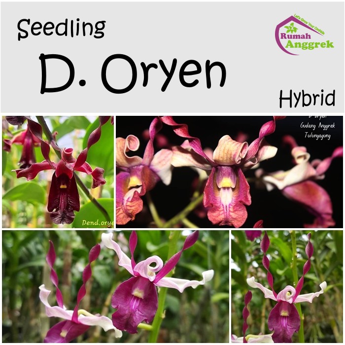 Seedling Dendrobium Oryen hybrid anggrek bibit nindii bulan remaja bunga ungu pink taurinum biru