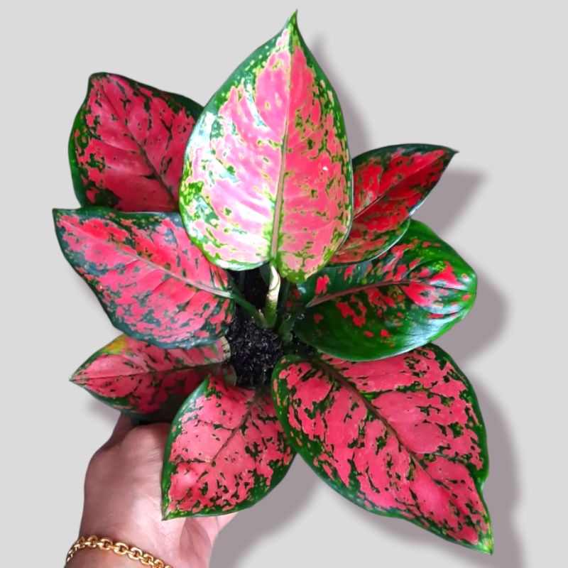 Aglonema DUD ANJAMANI Aglonema Dud anja Merah remaja / Tanaman Hias bunga Aglaonema dud anjamani cul