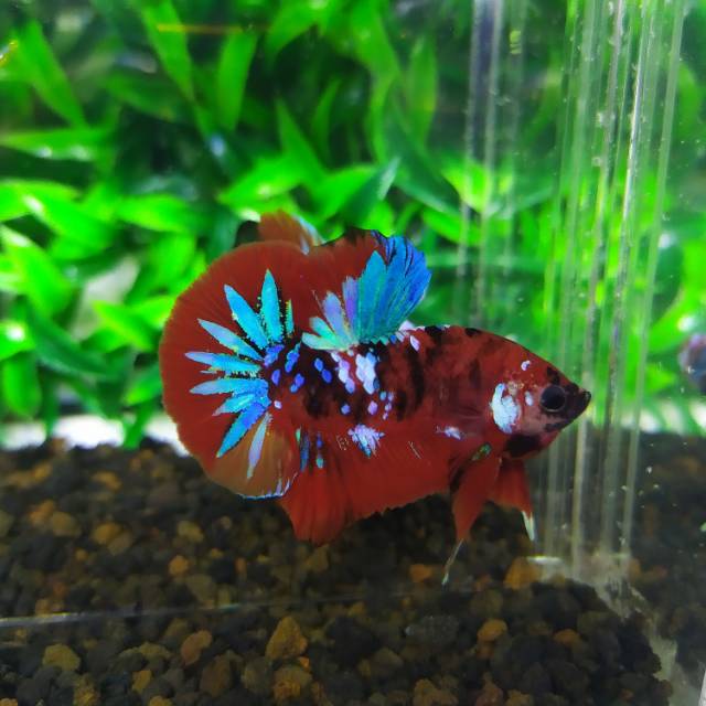 Cupang galaxy multy red grade super