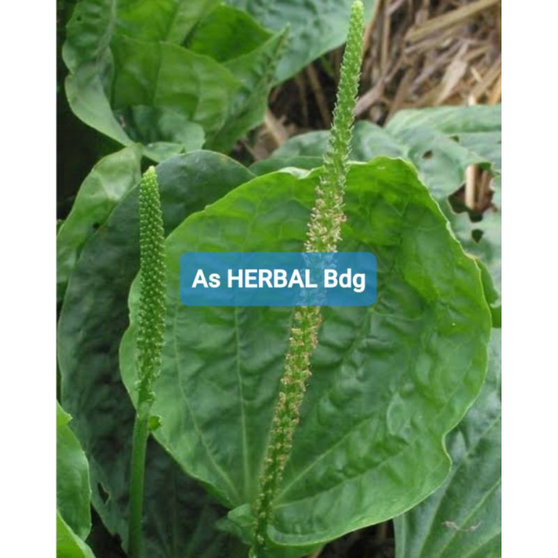 

Paket 1 kg daun tanaman ki urat atau daun sendok segar-az