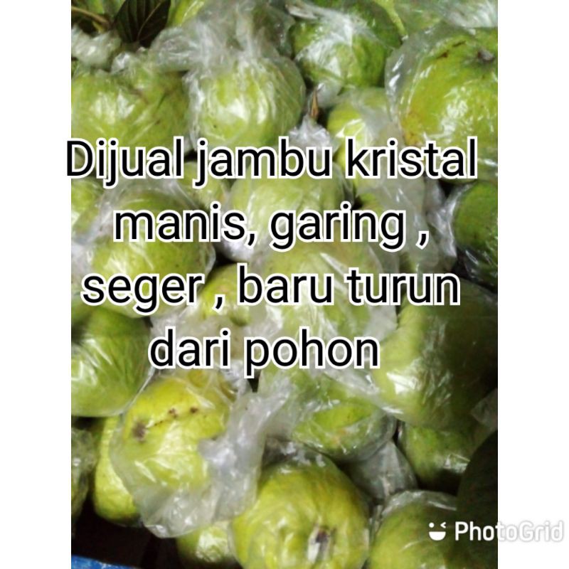 

Jambu Kristal