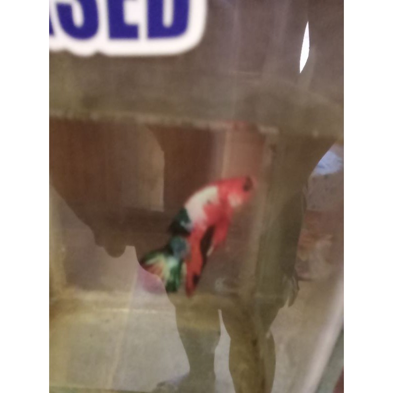 IKAN CUPANG BASE ORANGE RARE UNTUK KONTES