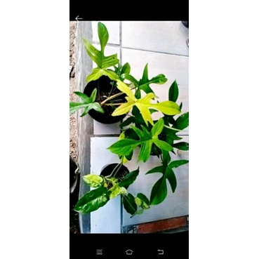 Brekele varigata
