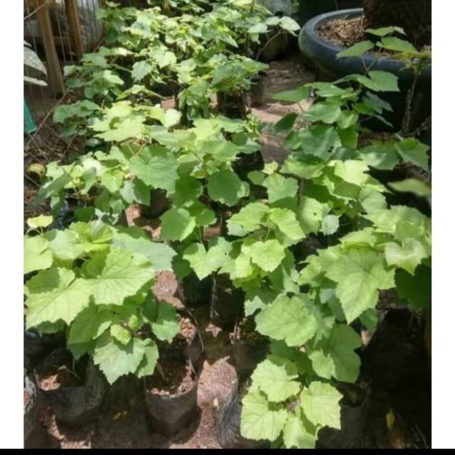 Bibit Anggur Merah RED PRINCE