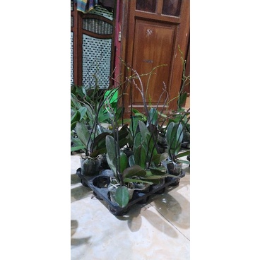 Anggrek Bulan Taiwan spike-knop