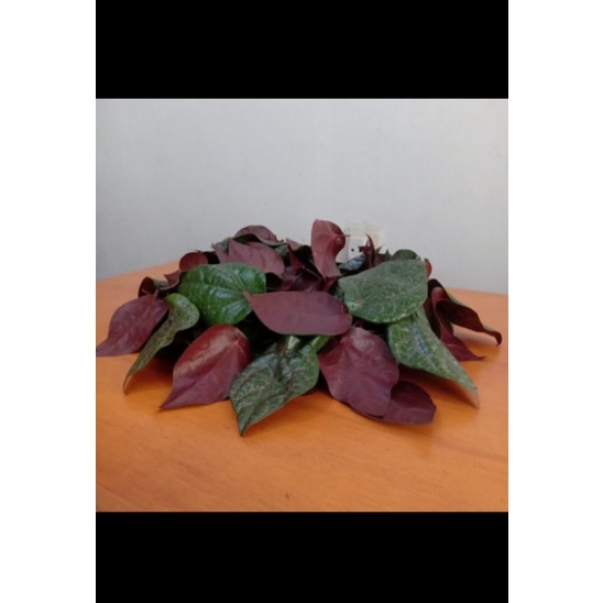 daun sirih merah asli