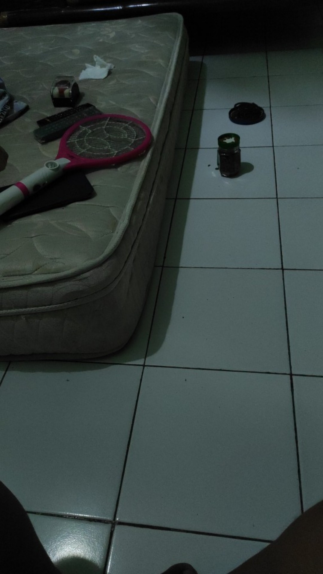 Bibit Kelengkeng Matalada Supermurah