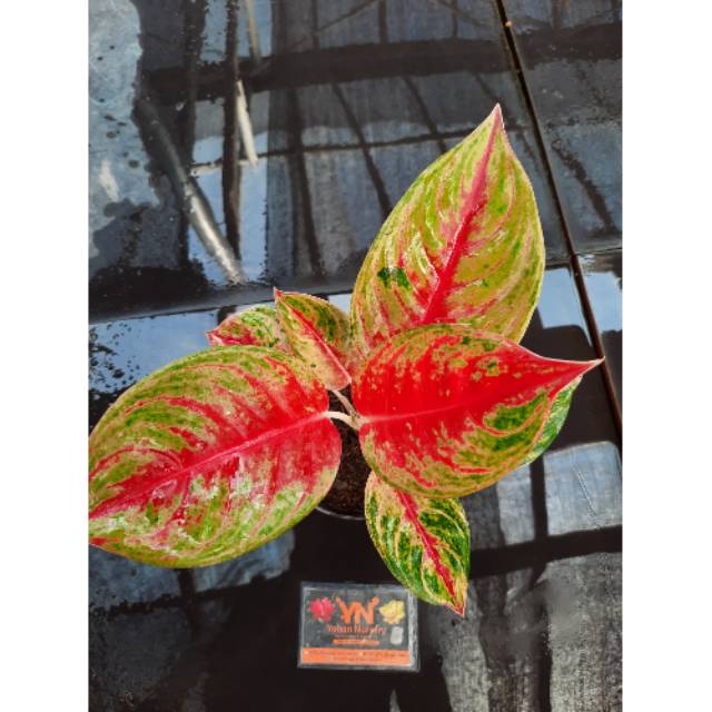Tanaman Hias Aglaonema RED NDOT