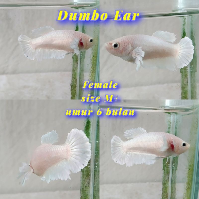 PLAKAT DUMBO EAR WHITE PLATINUM