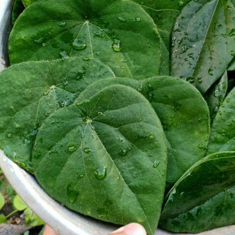 

DAUN CINCAU BULU SEGAR DI PETIK KETIKA ADA ORDER MASUK 25 LEMBAR