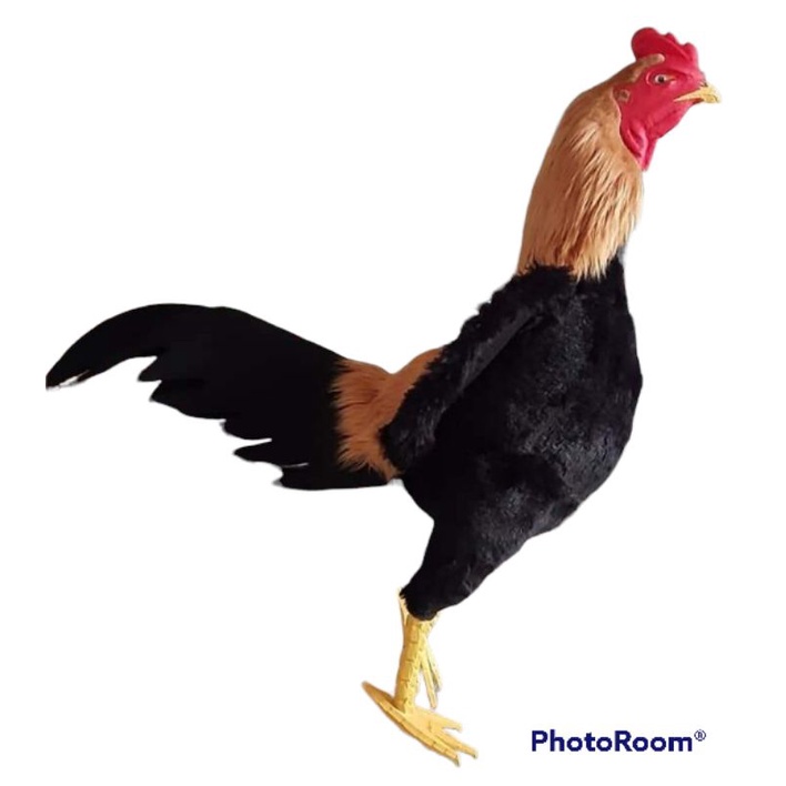 BONEKA AYAM BANGKOK BONEKA UNTUK LATIHAN AYAM TARUNG BONEKA AYAM BAHAN KAIN