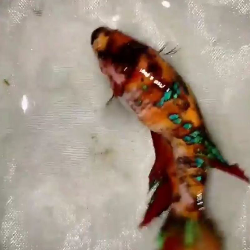 IKAN CUPANG HIAS FEMALE NEMO GOLD MULTICOLOUR  STRONG COLOUR TOP GRADE PER EKOR PROMO AKHIR TAHUN