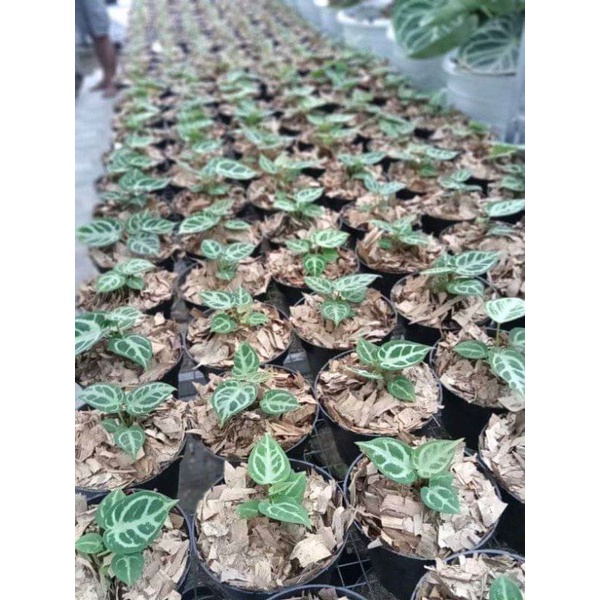 kuping gajah dorayaki silver