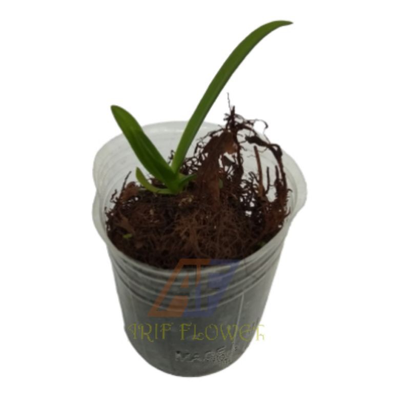 anggrek vanda seedling/ anggrek kecil/ bibit anggrek/ tanaman anggrek/ aggrek seedling