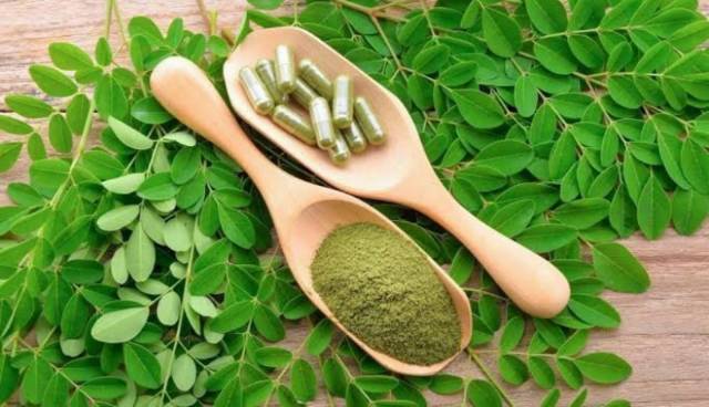 

500 gram daun kelor segar