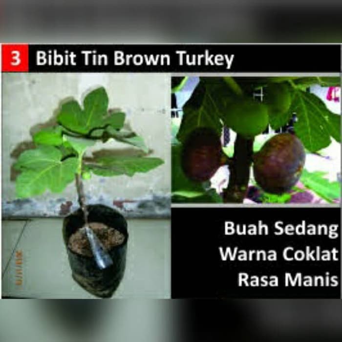 

Tanaman Jadi !! Tanaman Buah Tin Brown Turkey