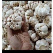 

BAWANG PUTIH BULAT
