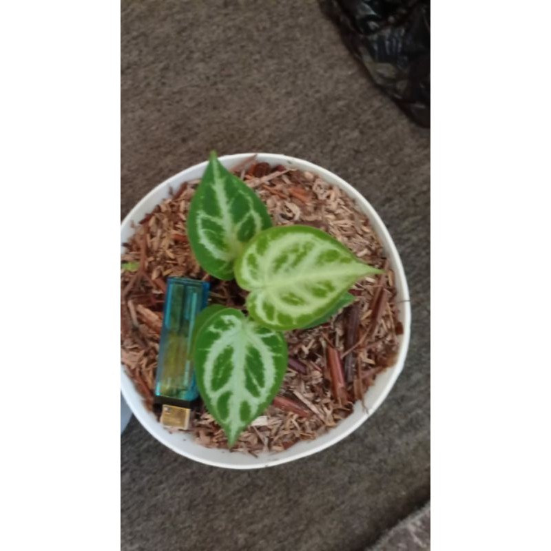 anthurium silver dorayaki