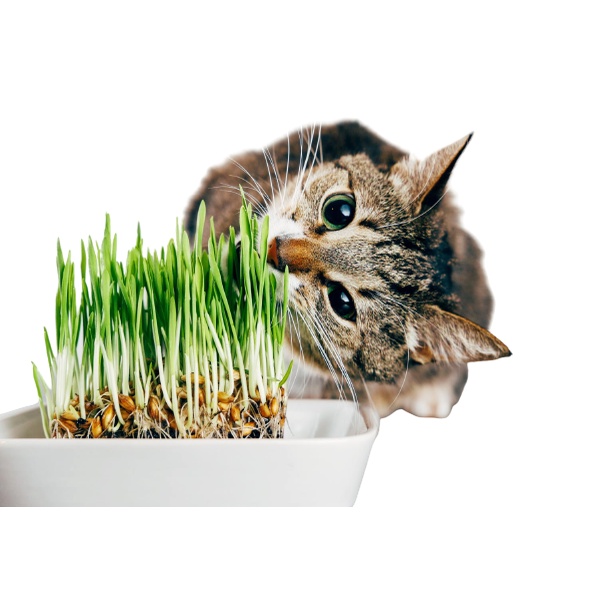 Cat Grass 25Gram - Benih Rumput Kucing Wheat Grass Sades gras Cat Gras FEZONE