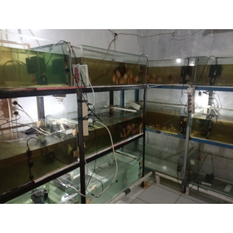 ikan discus/ikan hias