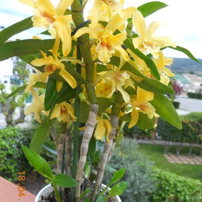 sedling anggrek dendrobium yellow sapphire