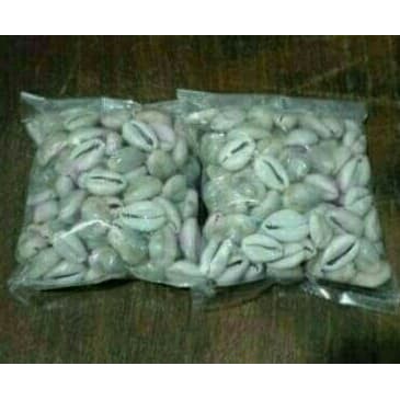 

biji congklak keong/kerang asli