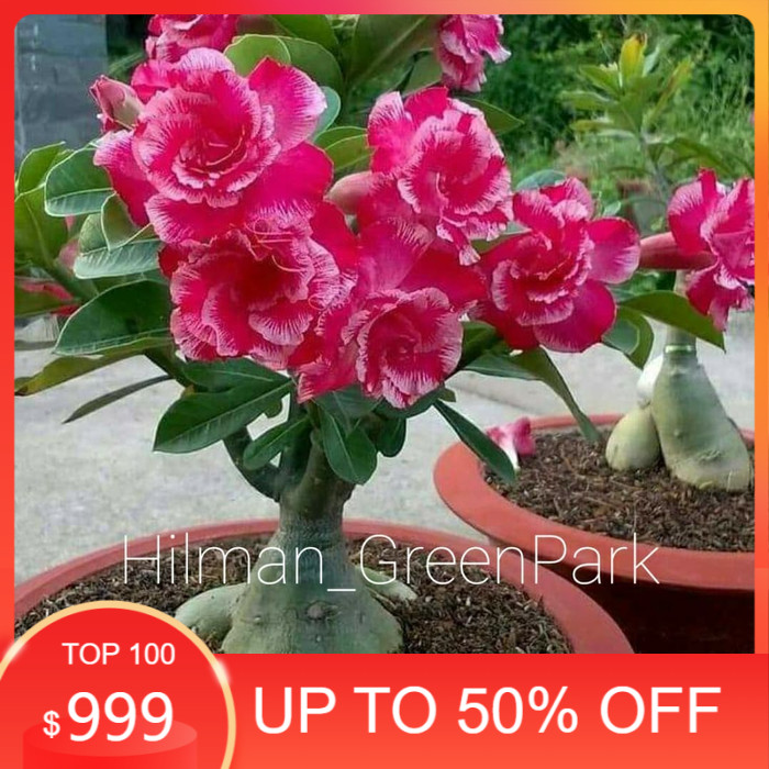 adenium  besar