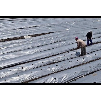 [Paket 5 Meter] Plastik Mulsa Hitam Perak Silver Lebar 120cm Tebal 0.35mm Tutup Tanaman Hidroponik