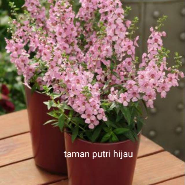 Jual Tanaman hias bunga angelonia angustifonia serena pink/sejenis