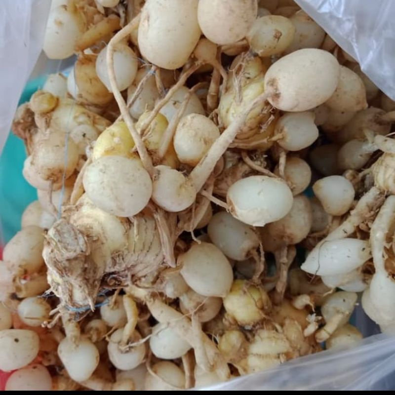

Kunyit Putih/Temu Pepet/Kunci Pepet Segar 1 kg