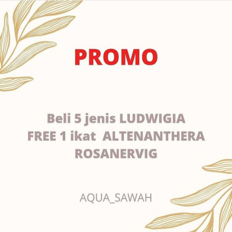 promo ludwigia