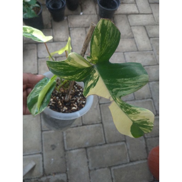 Florida Beauty Variegata