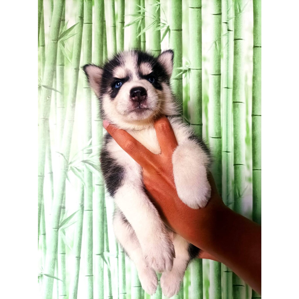 Siberian Husky Stb Vaksin Microchip Husky Big Bone Long Hair Ready Jual Anjing di Medan