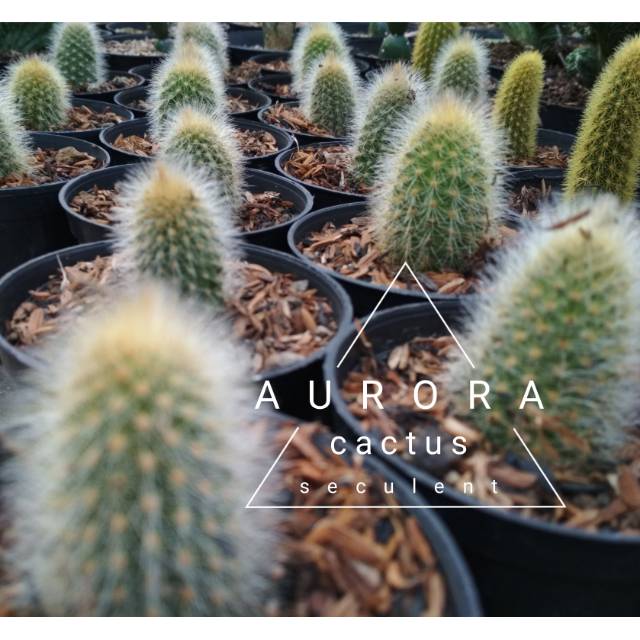 KAKTUS SKULEN  ekor tupai ownroot