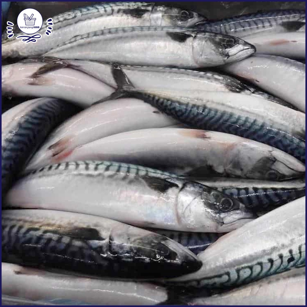 

Ikan Makarel Segar 1kg