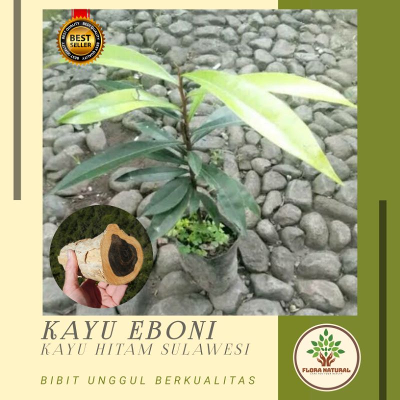 Bibit pohon kayu eboni Kayu hitam sulawesi - Tanaman kayu hitam