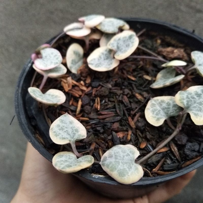 Ceropegia Woodii/String of Heart Variegated