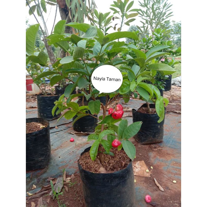 Pohon Jambu Kancing-Tanaman Jambu Kancing